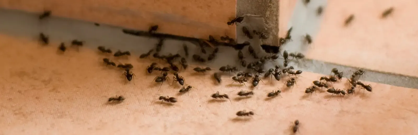 ants on floor in home