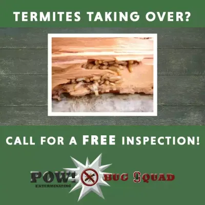 termite-graphic