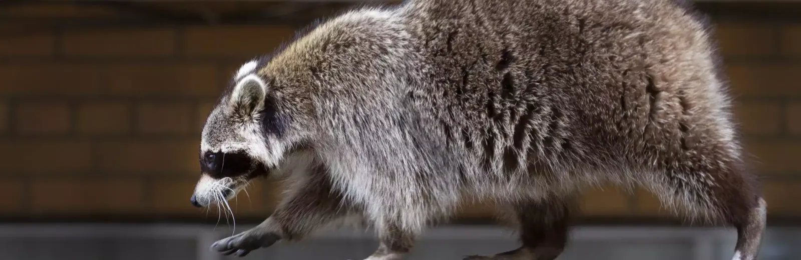 raccoon-on-fence