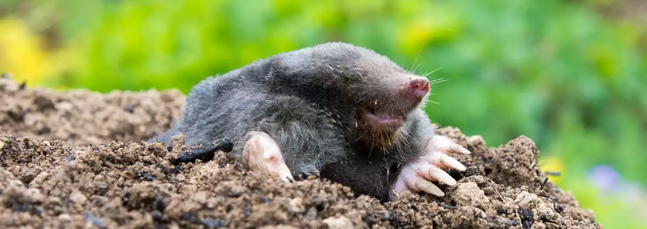 mole-in-dirt