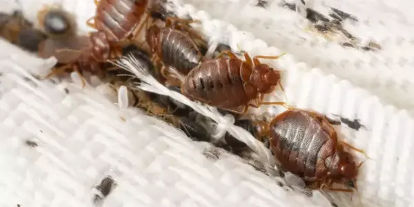 bed_bug