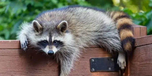 racoon_copy
